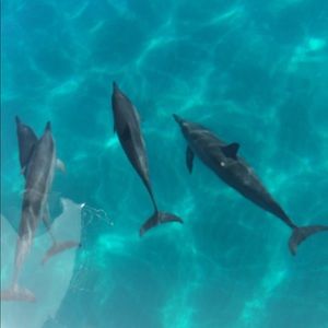 Meet your Posher, Sophia